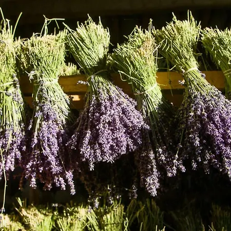 Lilas * Mirabel-aux-Baronnies